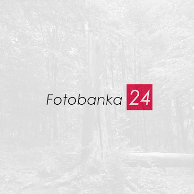 WEB + LOGO | Fotobanka 24